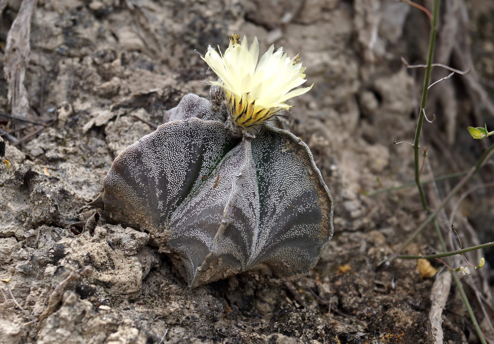 Astrophytum myriostigma nudum 